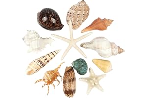 FANGOO 12 PCS Large Seashells Mixed Beach Sea Shells and Ocean Starfish,Natural Colorful Sea Shells Starfish Up to 16CM, Large Seashells Perfect for Beach Theme Party Home Decor DIY Crafts Fish Tank Decor