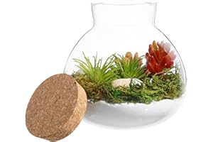 DOITOOL Round Glass Jar Terrarium Container Succulent Plant Terrarium Buds Vase Message Wishes Bottle with Cork Lid Candy Jar Glass Planter for Fern Moss Succulent Air Plants