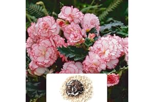 BOTANICAL BLISS 1 Begonia Rosebud Xtra Large – Stunning Bi-Colour Blooms That Resemble Roses – Vibrant Flowers Blooming All Summer – Perfect for UK Gardens