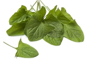 JustSeed Good King Henry Seeds (Poor Man’s Asparagus) – 150 Seeds – Hardy Perennial Vegetable – Edible Leaves & Spring Shoots