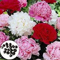 Bulbi Di Peonia Arbustiva, Peonie, Paeonia Suffruticosa, Seme Di Fiori - Foto 2
