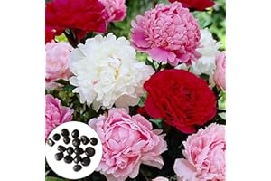 Benoon 100 teile/beutel Pfingstrosen samen, Pflanzens amen Schnell wachsende einfache Keimung Starke Vitalität Aus gezeichnete Produktion Pflanzens amen für die Pflanzung Mehrfarbig