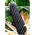 Gebdinsh Garden® Imported Black Sweet Corn Vegetables Seeds For Kitchen Gardening (Pack Of 100 Seeds)
