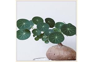 YGHESFDE Stephania erecta bulbo/stephania erecta planta/Plantas en maceta/Jardín/Vertical/Plantación simple/Plantas trepadoras-2bulbos-A