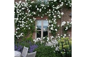 Plant Theory Climbing Iceberg Rose Bush White Flowering Roses Climbing Floribunda Rose 4L Pot