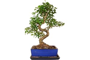 Genki-Bonsai chinesischer Liguster ca. 10-12 Jahre 35–40 cm hoch in Keramikschale mit Untersetzer inkl. Pflegehinweisen & Bonsaipass vom Bonsai Fachgeschäft
