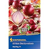 Rote Steckzwiebeln Red Ray F1, Inhalt: 60 Stück, besonders hoher Ertrag, früher Reifezeit und beste Lagerfähigkeit