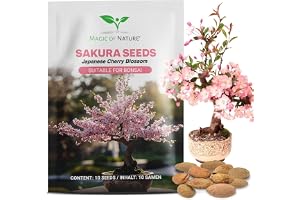 Japanskt Körsbärsträd Frön (Prunus serrulata) 10 st - Sakura | Blomsterkörsbär Härdig – Rosa Blomsterdröm för Trädgård och Inomhusbonsai