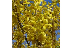 PILLE BAUMSCHULEN Forsythia Week End Forsythie gelb Zierstrauch Frühlingsblüher versch. Größen (60-80 cm)