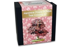 YUGEN BONSAI Japanese Maple Bonsai Tree Growing Kit