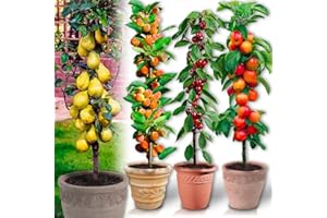 EUROPA GREEN Arbres fruitiers Colonnaires - Lot de 4 arbres (cerisiers, pommiers, poiriers, abricotiers) - 80/100 cm de hauteur - Pour pots et pleine terre - Idéal pour Balcon, terrasse, Petit Jardin