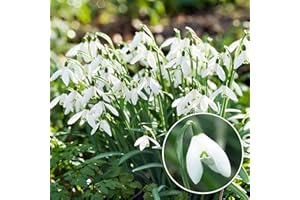 DUTCH BULBS EXCLUSIVE PLANTS FROM HOLLAND Bulbi Fiori Perenni da Esterno - 50 Bulbi di Galanthus Woronowii/Nivalis - Piante esclusive dall’Olanda - per giardino e vaso (non semi, non artificiali)