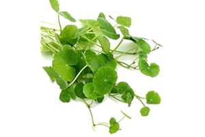 K2AQUA Hydrocotyle Leucocephala Brazilian Pennywort Live Aquarium Plant Easy Care Freshwater Tropical Green Foliage Perfect for Fish Tanks and Aquascaping Healthy Floating Stem