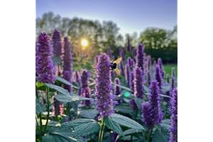 Welldales 50 Purple Giant Korean Mint Agastache Seeds Aromatic Herbaceous Perennial Plants