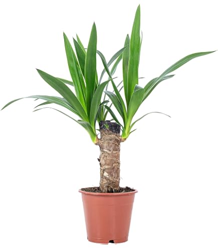 thuja dünger obi Purgrün Thuja-Dünger 1 kg