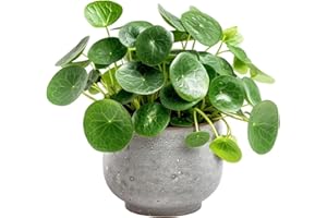 GENERIC Chinese Money Plant – Pilea Peperomioides in 8.5cm Pot – Easy Growing Indoor Houseplant – Ideal for Home, Office, or Gifts