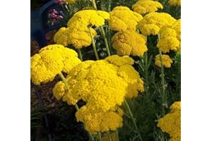 SUDSTY milenrama oro Achillea filipendulina 1000 seedsCottage jardines CombSH A68
