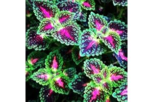 Haloppe 200 Pcs Coleus Fleurs Plantes Graines pour La Maison Jardin Plantation, Mixte Coleus Begonia Multicolore Fleur Plante Graines Jardin Bonsaï Décor Graines de Coleus