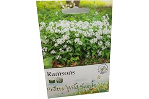 PRETTY WILD SEEDS Ramsons Wild Garlic Herb Seeds in Pictorial Packet