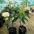 AGRO ALIVE Thailand sweet Variety All time mango Baramasi Mango Plant(grafted) Plant
