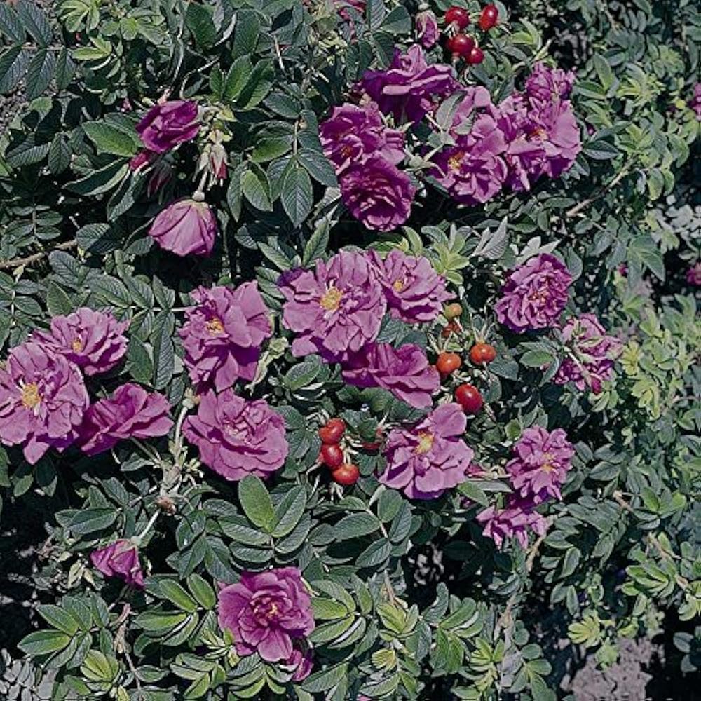 Роза ругоза Pink pavement ®