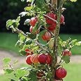 Thompson & Morgan Gooseberry Hardy Garden Plants, Easy to Grow Fruit Bush, Ideal for Gardens & Outdoors, Delicious Summer Fruit, 1x Gooseberry Xenia Bare Root Plants (1 Bare Root)