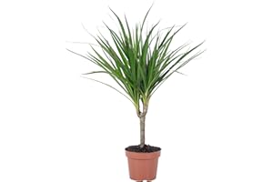 FLOWERBOX Árbol dragón - planta de interior de fácil cuidado, Dracaena Marginata - altura aprox. 35 cm, diámetro de maceta 12 cm