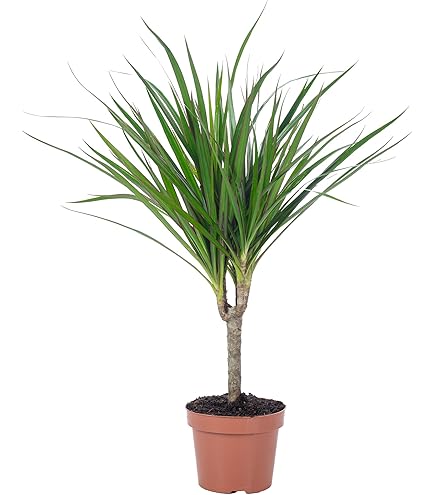 Edera Helix In Vaso 13 Cm - Pianta Verde Da Interno, Altezza 20 Cm, Purifica L'Aria, Facile Da Curare