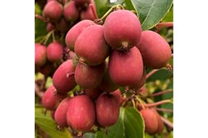 BAUMSCHULE WEDROWSKI W Actinidia Ananasnaya Weibliche 1L - Die Perfekte Dekoration für Ihr Grundstück - Für Anfänger und Professionelle Gärtner - Leckeres und Gesundes Obst