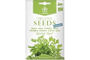 Perejil gigante de Italia. Semillas ecológicas certificadas Minigarden. Contiene entre 3000 y 3600 semillas