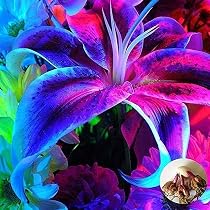Pack of 2 Blue Lily Light Bulbs, Blue Lily Flowers, Royal Blue ...