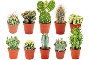 GardenersDream 10 x Mixed Cactus Plants in Pots - Real Indoor Plant for Desks, Shelves, and Windowsills - Healthy, Lively Air Purifying Plants - Great Gift for Plant Lovers (20-30cm incl. Pot)