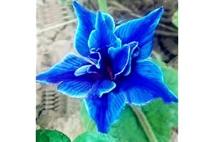 Haloppe 50 Pcs Eustoma Fleurs Plantes Graines pour La Maison Jardin Plantation, Eustoma Fleurs Graines Naturelles Parfumées Graines De Fleurs pour Cour Graines de Fleurs d'Eustoma