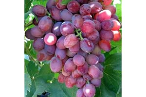 Carbeth Plants - Fruit Plants - Grow Your Own Fruit Garden - Red Grape Plant in 9cm Pot