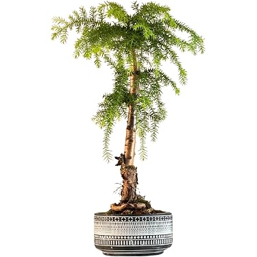 Amazon.de Bestseller: Die beliebtesten Artikel in Bonsai