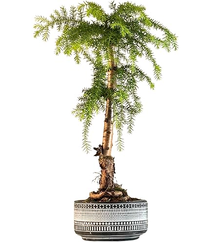Zimmerbonsai Araucaria cunninghamii Zimmertanne Neuguinea-Araukarie ca.  65cm hoch 26cm Schale Schwarz Keramik : Amazon.de: Garten