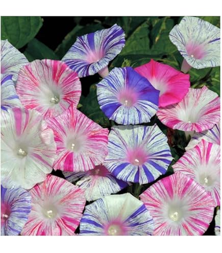 Premier Amour Japanese Morning Glory Seeds 45-60 Jours De La - Foto 3