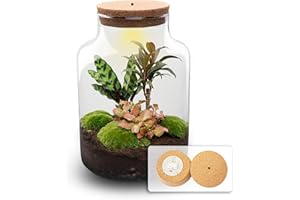 URBANJNGL Terrarium DIY Kit - Milky Palm - Bottle Garden - ↑ 30 cm