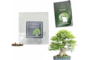 YUGEN BONSAI 30 Korean Hornbeam Bonsai Seeds | Carpinus Coreana | Growing Guide | Grow Your Own Bonsai Tree | Bonsai Beginners and Enthusiasts