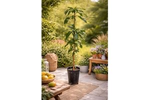 Mangifera indica 'Osteen' Mango odlad – 140–180 cm – fruktträd i kruka – tropisk fruktväxt för trädgård & kruka – lättskött &