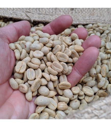 Vietnamese Organic Green Robusta Coffee Beans Roasted Arabica Variety Reliable E Vietnamese Organic Green Robusta Coffee Beans Roasted Arabica Variety Reliable E