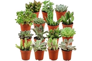 ZynesFlora Succulentes Naturelles en pot de fleurs Ø 5.5 cm - Lot de 15 - Hauteur: 5-10 cm - Mélange de Succulentes Petite Variétés Diverses Plantes Grasses d'Intérieur