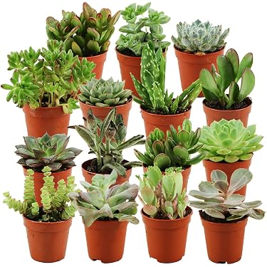Jardinière En Bois Flotté Naturel - Pot De Fleurs En Tronc D'arbre Avec Compartiments - Pour Cactus, Plantes Aériennes Et Succulentes - Intérieur Et Extérieur - Fait Main - Brun Clair 30x10,5x9,5 Cm