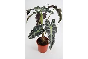 DELVIVERODIRECT Alocasia - Alocasia Polly - Planta Interior - Planta Exterior - Planta Natural