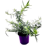 Französischer Estragon Artemisia dracunculus Kräuter Pflanze 2stk
