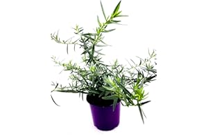 ‎FLORAPARTNER Französischer Estragon Artemisia dracunculus Kräuter Pflanze 2stk