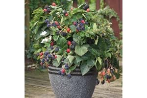 Potted BlackBerry Dwarf Fruit Thornless Bush Garden Plants for Patio Containers Pots & Outdoors High Yielding with Tasty Edible Fruit in Summer, 1 x BlackBerry Opal in a 9cm Pot by Thompson & Morgan