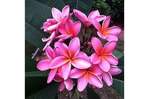 ZHOUBAA Semi per la piantagione, 50 pz/sacchetto Plumeria semi paesaggistica facile piantare fiore viola produttivo Plumeria piantine per patio - Plumeria Seeds