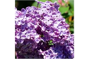 3FATPIGS 3 Common Lilac Shrubs/Trees 40-60cm, Fragant Purple Flowers, Syringa Vulgaris