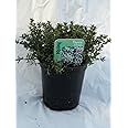 Thyme Orange herb Plant Aromatic Ground Cover Excellent for Bees 9cm Pot